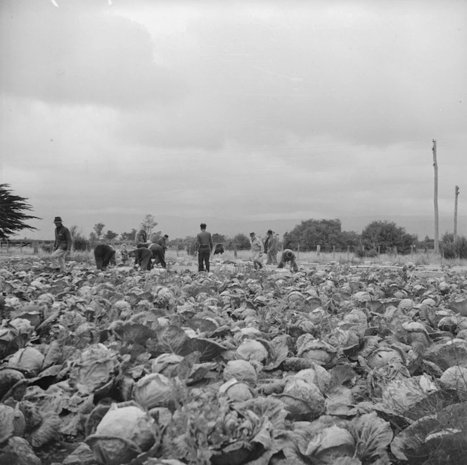 Cabbages, Levin