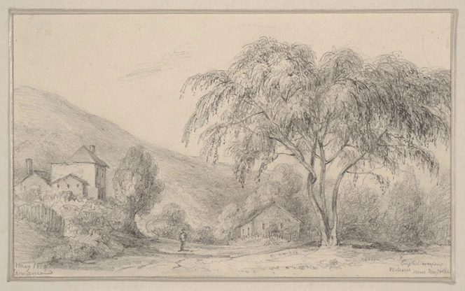 [Swainson, William] 1789-1855 :English weeping willow. New Norfolk, Tasmania. May, 1854.