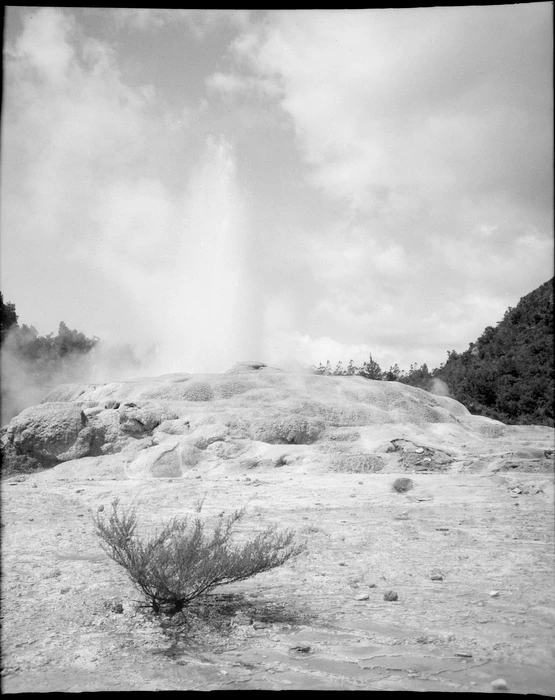 View of Pohutu Geyser erupting within the Whakarewarewa Geothermal Village, Lake Rotorua District, Bay of Plenty Region