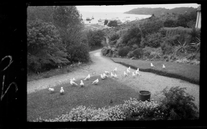 Flock of seagulls on driveway, overlooking boats in harbour, Oban, Stewart Island (Rakiura)