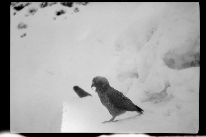 Kea in snow, Ball Hut, Mount Cook National Park, Canterbury Region