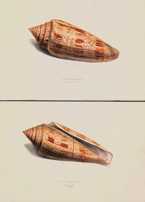 Swainson, William, 1789-1855 :Conus gloria maris. Tank. cat. p. 91. No. 2463. [Apertural view. ca 1820]
