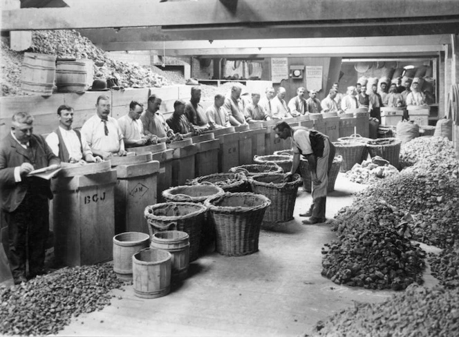 Kauri gum sorting at E Mitchelson and Co, Auckland