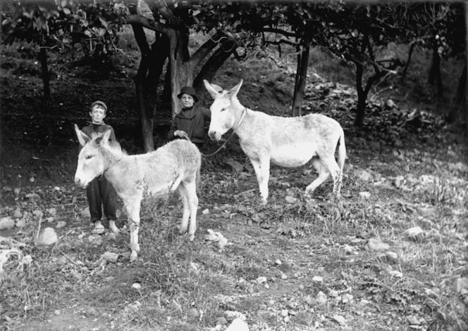 Donkeys and children, Scorching Bay, Wellington