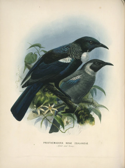 Keulemans, John Gerrard, 1842-1912 :Prosthemadera Novae Zealandiae (Adult and young) [Tui] London, 1873