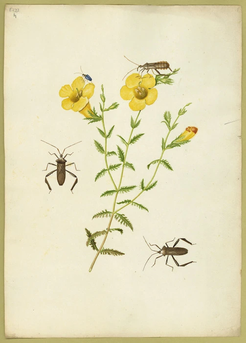 Abbot, John, 1751-1840 :Brown Cimex. [Between 1818 and 1820]
