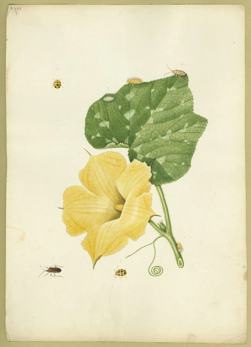 Abbot, John, 1751-1840 :Pompion coccinella. Pompion cimex [Between 1818 and 1820]