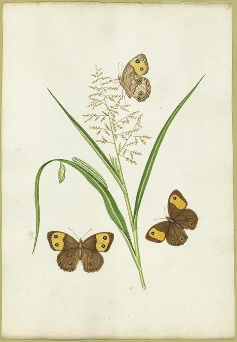 Abbot, John, 1751-1840 :Great meadow brown butterfly. [ca. 1816-1818]