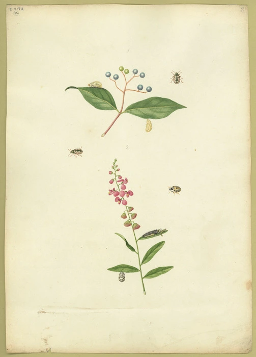Abbot, John, 1751-1840 :Green spotted Chrysomela. [ca. 1816 and 1818]