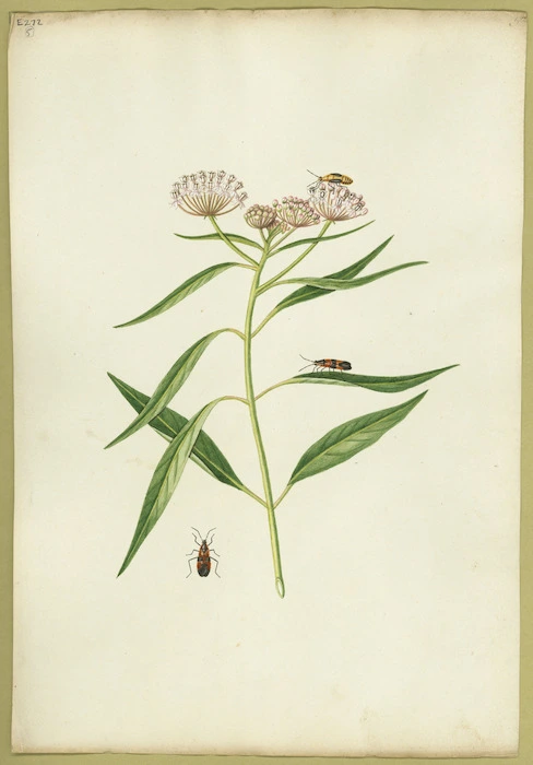 Abbot, John, 1751-1840 :Asclepias cimex. [Between 1816 and 1818]