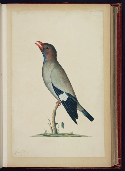 Raper, George, 1769-1797: [Oriental dollarbird (Eurystomus orientalis)]