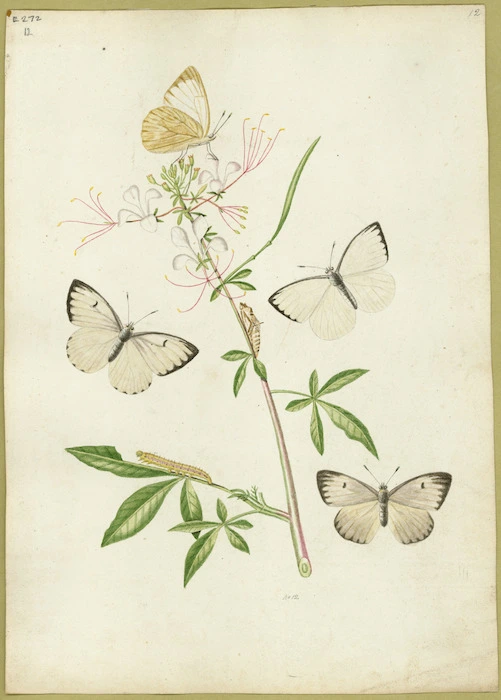 Abbot, John, 1751-1840 :Papilio Danai Cleome. [ca. 1820]
