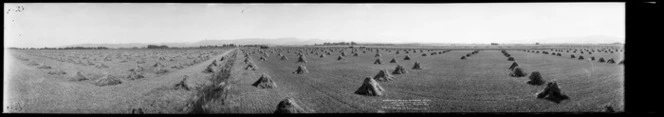 Harvesting Scene at Woodbourne Marlborough New Zealand. Property of Fairhall Bros. Landing ground of Southern Cross