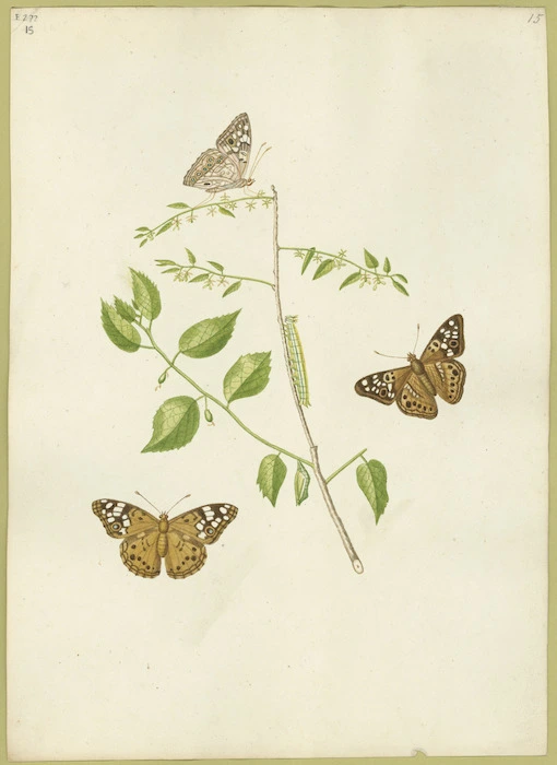 Abbot, John, 1751-1840 :Papilio portlandia. [ca 1818]
