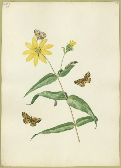 Abbot, John, 1751-1840 :Crosswort Frittilary butterfly. [ca. 1818]