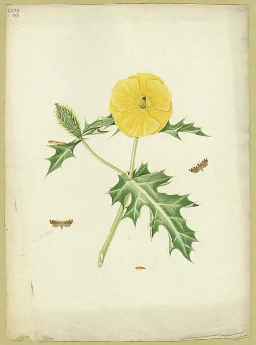 Abbot, John, 1751-1840 :Little spotted rufous moth. [ca 1818]