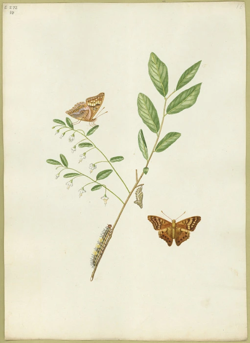 Abbot, John, 1751-1840 :Orange coloured butterfly. [ca 1818]