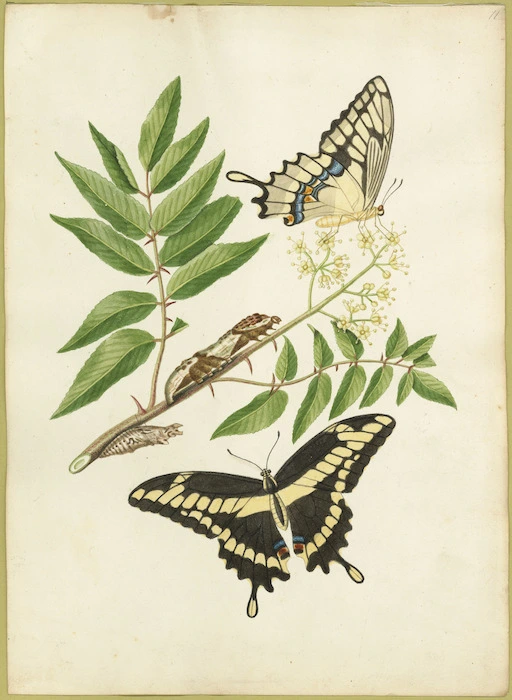 Abbot, John, 1751-1840 :Papilio thoas. [ca. 1816-1818]