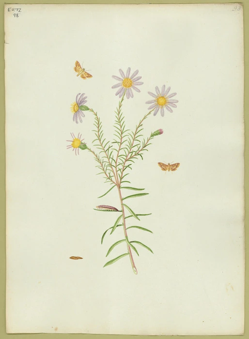 Abbot, John, 1751-1840 :Clouded purple magpye. [ca 1818]