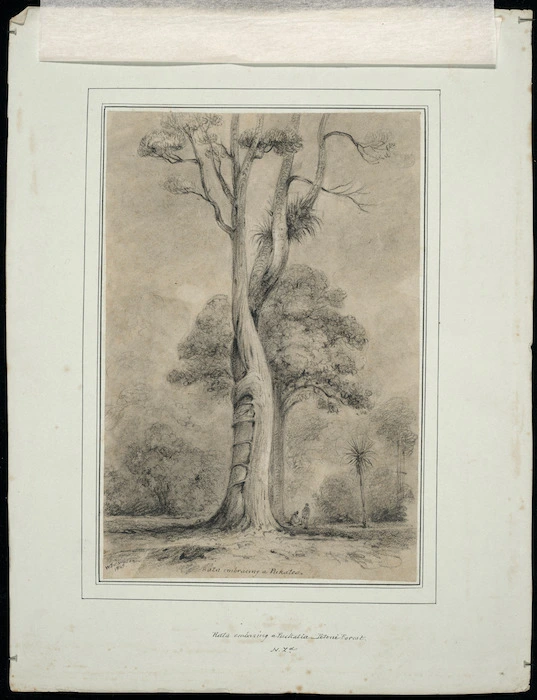 Swainson, William, 1789-1855 :Rata embracing a Puekatia, Petoni Forest N.Zd. / W.Swainson 1848.