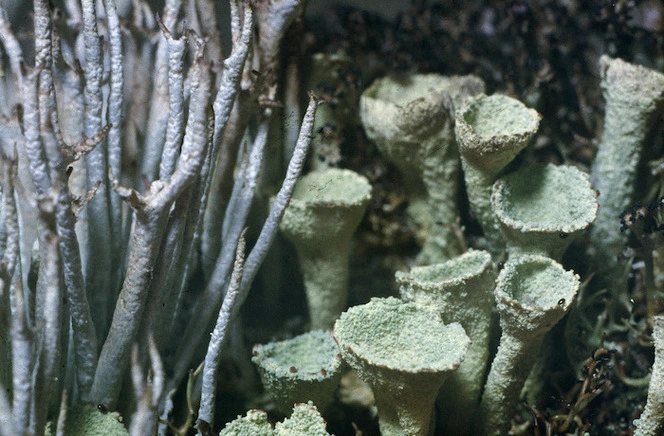 Photograph of a lichen (Cladonia species), Campbell Island