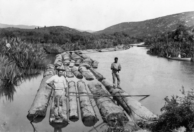 Kauri boom, Whenuakite creek