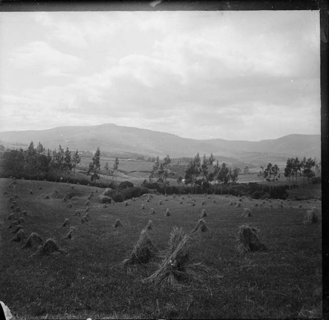 Oat stooks in a paddock, in the vicinity of Maori Hill, Dunedin