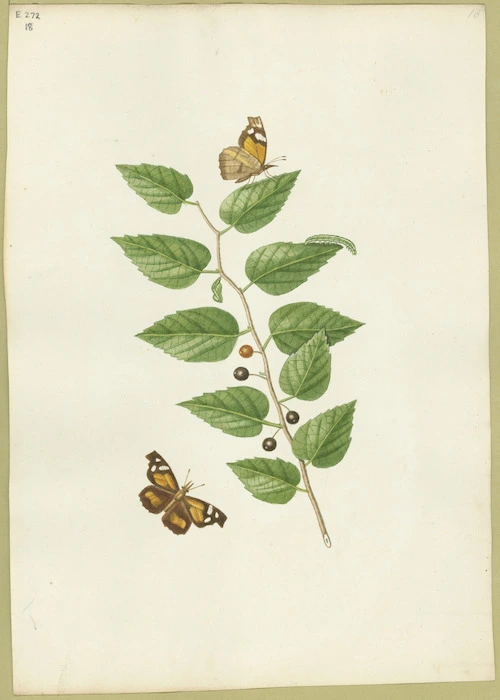 Abbot, John, 1751-1840 :Snout butterfly. [ca 1820]