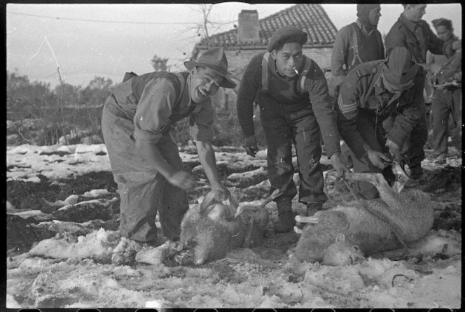 World War 2 Maori Battalion soldiers preparing sheep for dinner, Italy