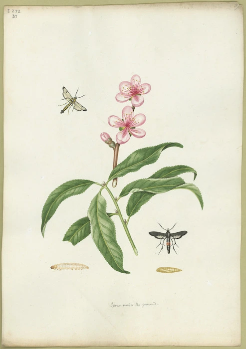 Abbot, John, 1751-1840 :Peach tree sesia. [ca 1820]