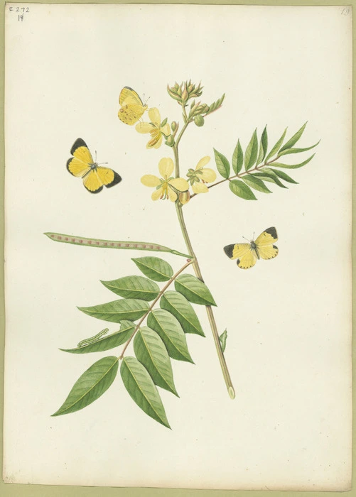 Abbot, John, 1751-1840 :Little yellow butterfly. [ca 1818]