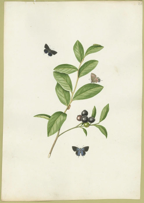 Abbot, John, 1751-1840 :Small purple hair streak butterfly. [1816-1818]