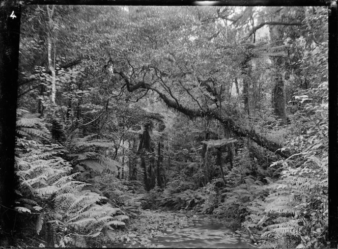 Native bush and stream at Korokoro.