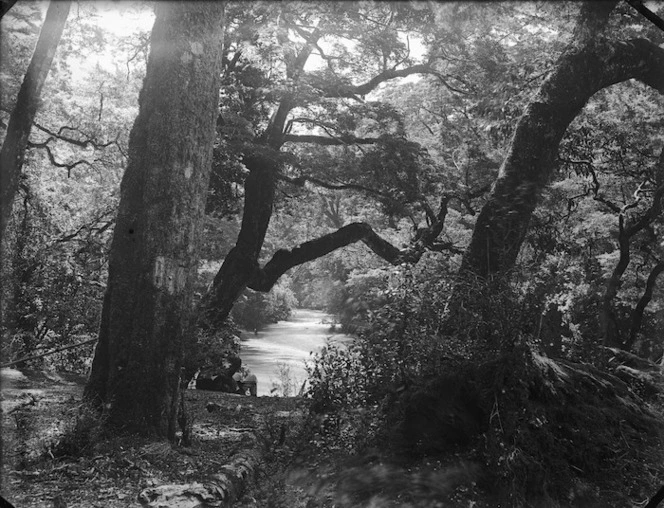 Bush scene on the Milford Track