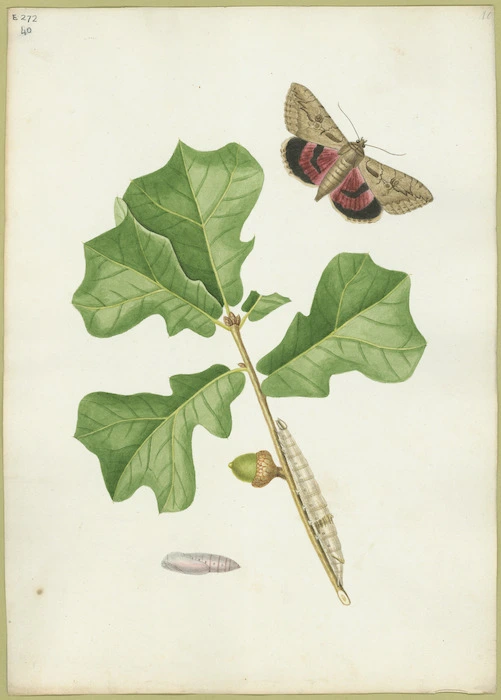 Abbot, John, 1751-1840 :Great red underwing. [Between 1816 and 1818]