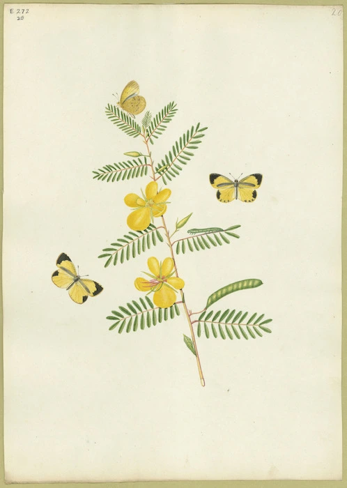 Abbot, John, 1751-1840 :Black streaked little yellow butterfly. [ca 1818]