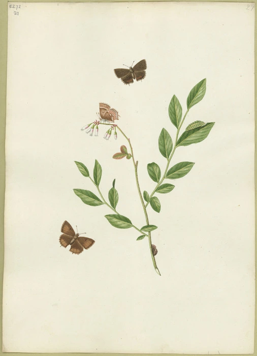Abbot, John, 1751-1840 :Black brown hair streak butterfly. [ca. 1816-1818]