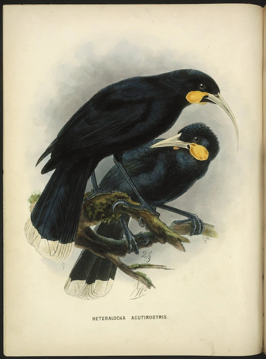 Keulemans, John Gerrard, 1842-1912 :Heteralocha acutirostris [Huia. Male and female] 2/3 [natural size]. London, 1873