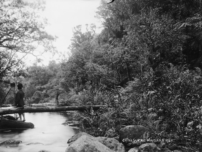 Bush alongside a creek, and photographer, Waitakeri