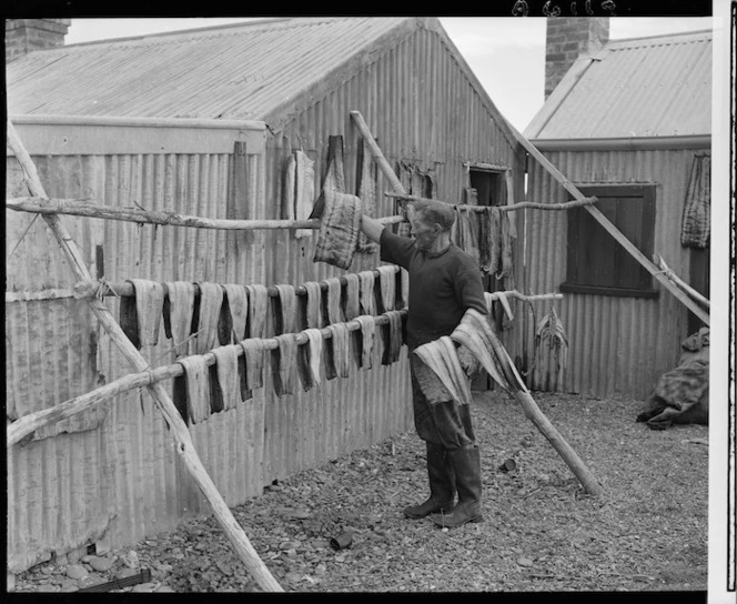 Wharerau Whaitiri hanging out eel flesh to dry, Lake Forsyth - Photograph taken by K V Bigwood