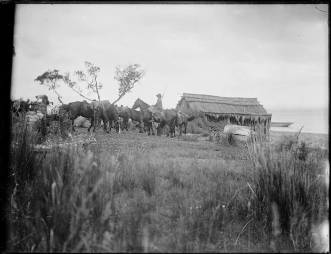 Horses and whare at Kawhia