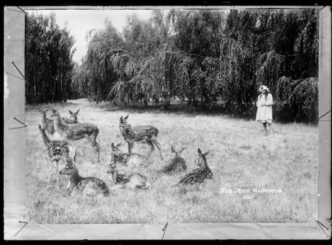 Red deer in a paddock in the Wairarapa