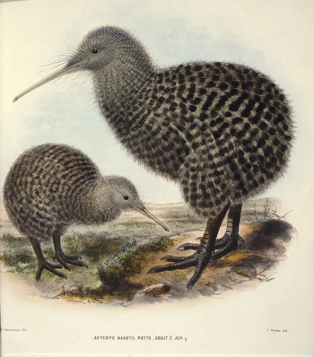 Keulemans, John Gerrard, 1842-1912 :Apteryx haastii. Potts. Adult [male]; juv[enile, female]. / J. G. Keulemans delt. T. Walter, lith. [1876]