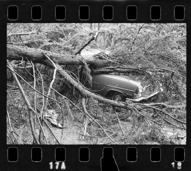 Car damaged by tree felled in Wahine storm, Glenside road, Wellington