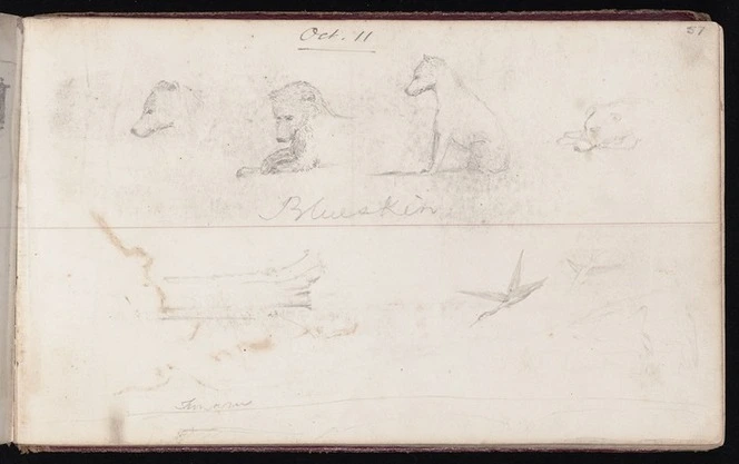 Mantell, Walter Baldock Durrant, 1820-1895 :Blueskin. Oct 11. [1848]; [Miscellaneous sketches, duck, tree trunk coast around Timaru. 1848]