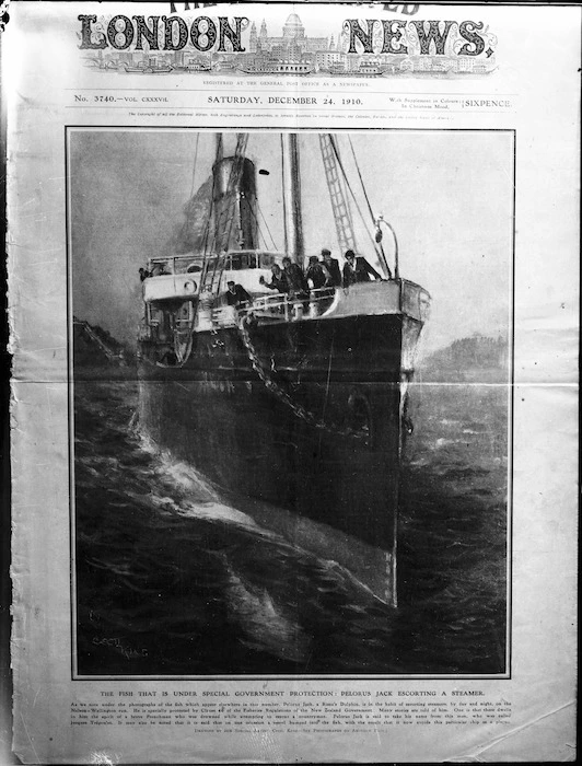Cover of the London Illustrated News, 24 Dec 1910, featuring a painting by Cecil King of Pelorus Jack escorting a steamship