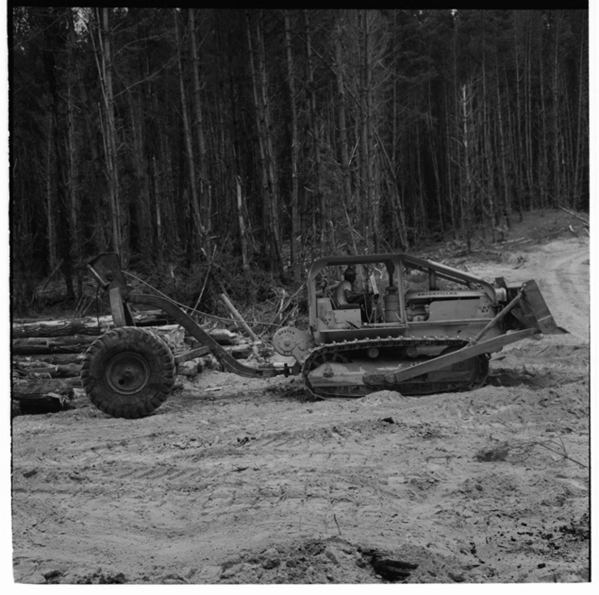 Maori men working in the Kaingaroa State Forest