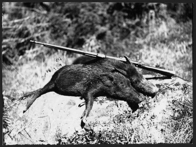 Two dead pigs and a gun, Mokau River