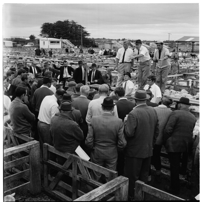 Sheep saleyards at Lorneville, Southland, 1970