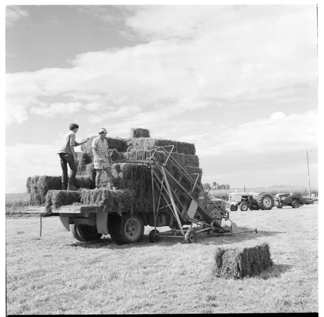 Haymaking, and, a flock of sheep in the Wairoa area, 1971.
